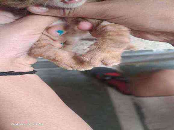 Lily — Jungli for adoption