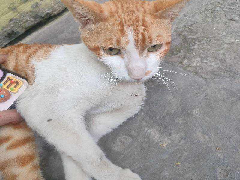 Cat photo