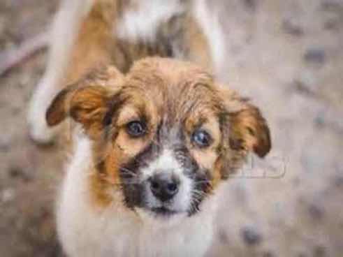 Chikki — Pariah for adoption
