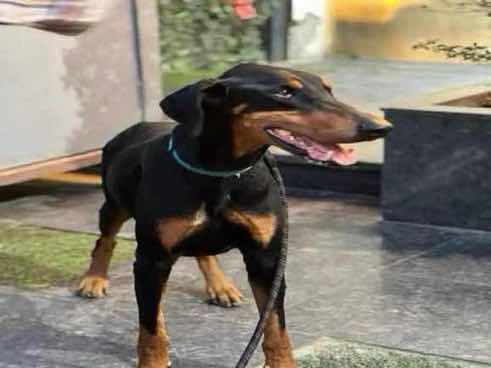Kaizer