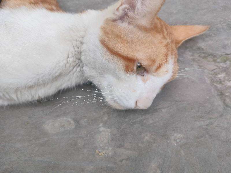 Cat photo