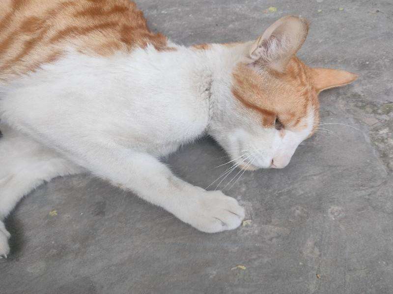 Cat