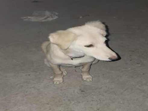 Titli — Indie mix for adoption