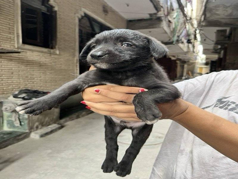 Kaalu photo