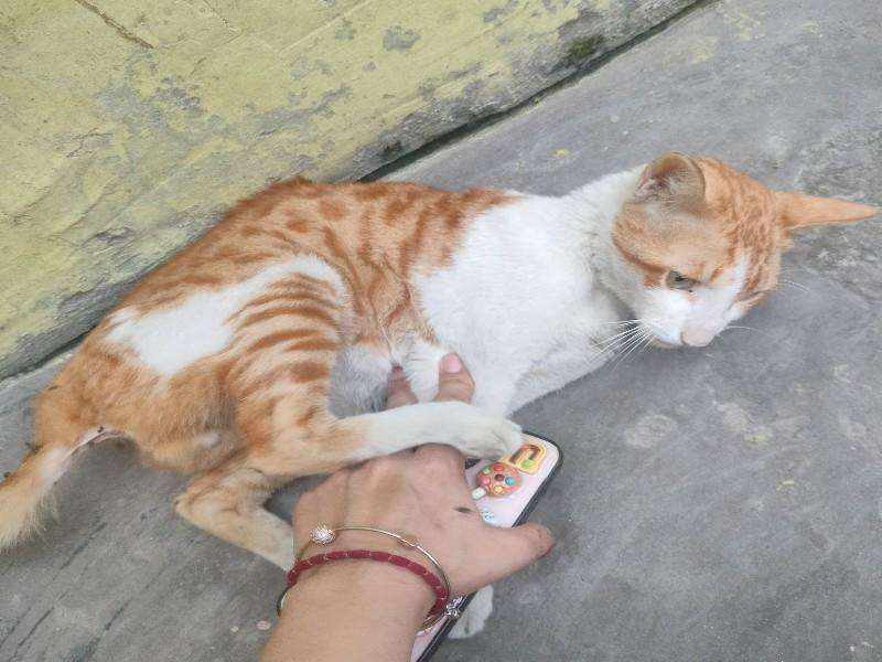 Cat photo