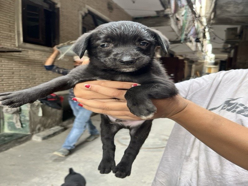 Kaalu photo
