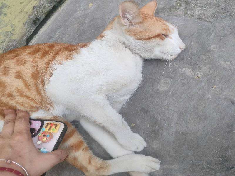 Cat photo