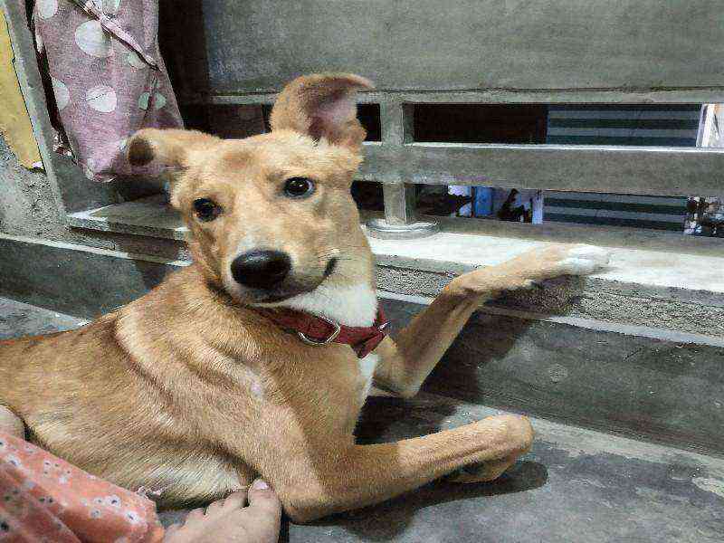 Jimmy — Indian for adoption
