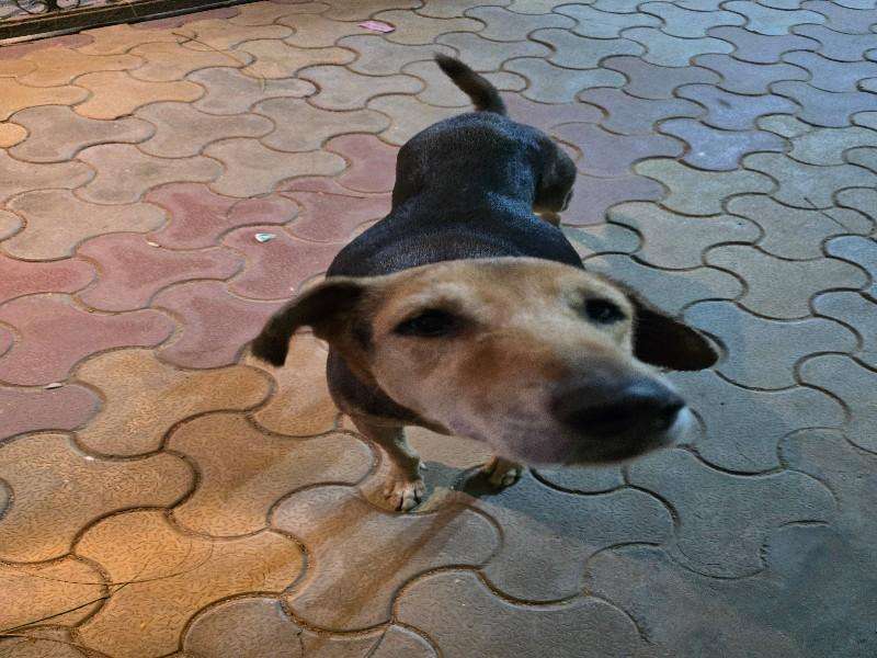 Babli photo