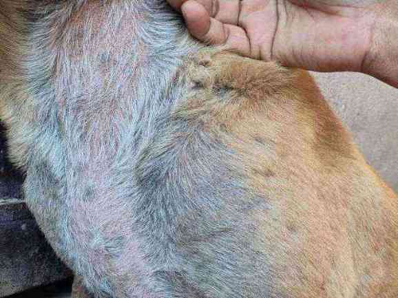 Stray dog with visible skin issues photo