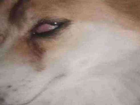 Dog with severe cherry eye