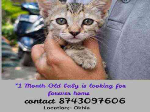 Home friendly kitten one month old indan breed female looking for a caring forever home contact no 8743097606
