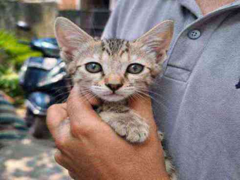 Home friendly kitten one month old indan breed female looking for a caring forever home contact no 8743097606 photo