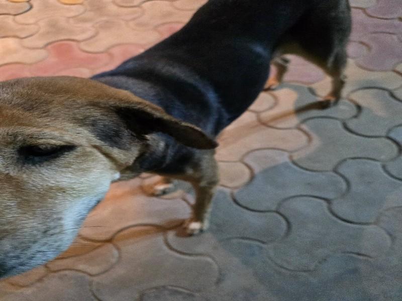 Babli photo