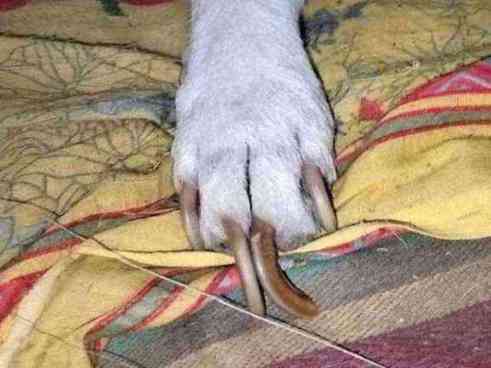 Dog with severely overgrown nails photo