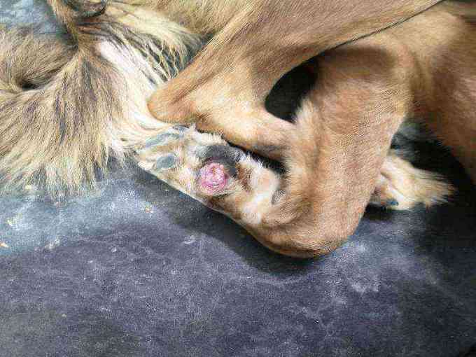 Dog with severe paw injury