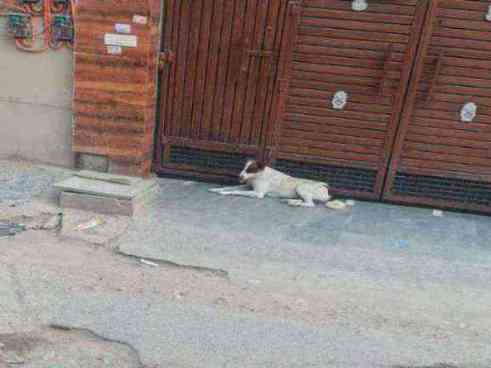 Is dog ko 10 se 15 din se khashi gale mai dikkat ho rahi hai or pani ki tarh ulti kar raha hai photo